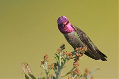 Anna's Hummingbird